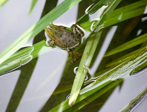 Detail of a frog Stock Photos
