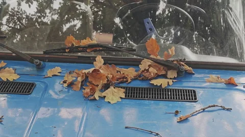 Detail of the front of a classic blue van. Dry yellow oak leaves and twigs Stock Footage 346539930