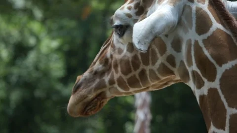 Detail of giraffe in a forest Stock Footage 77840416