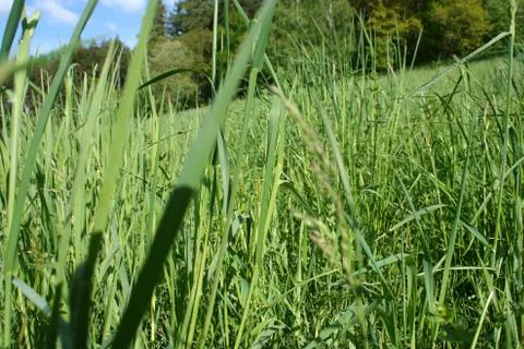 Detail of grass Foto stock