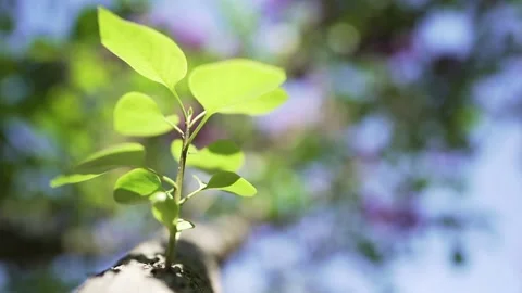 Detail of green branch on tree Stock Footage