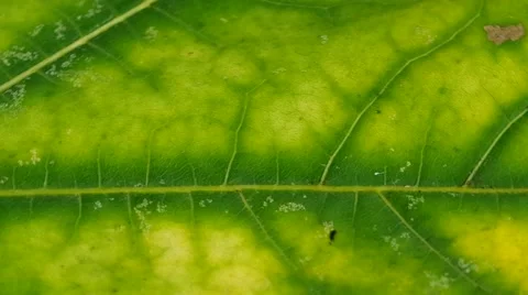 Detail of a green leaf Stock Footage 42382342