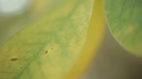 Detail of a green leaf Video stock 128094070