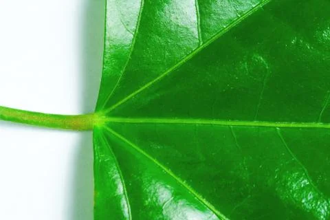 Detail on green leaf Stock Photos