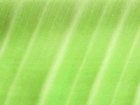 Detail of Green leaf texture background Stock Photos
