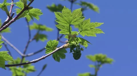 Detail green maple tree Stock Footage 52313747