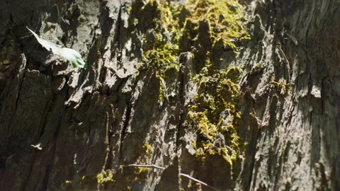 Detail of Green Moss Texture in Tree Trunk , Native Bush, South Australia Stock Footage 235969791
