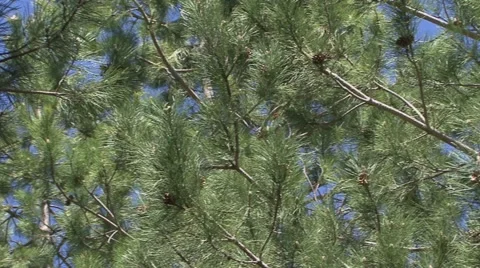 Detail green needles of the pine tree Stock Footage 52078191