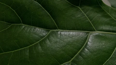 Detail of green ribbed leaf with blurred start and end Stock Footage 260937853