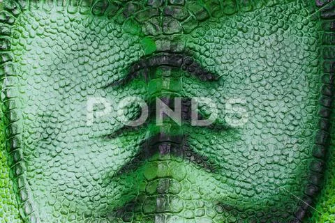 Detail of green skin of reptile. Stock Photos