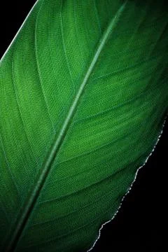 Detail of a green strelizia leaf Stock Photos