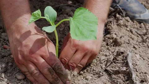 Detail of hands planting a plant. Organic farming, sustainability Stock Footage