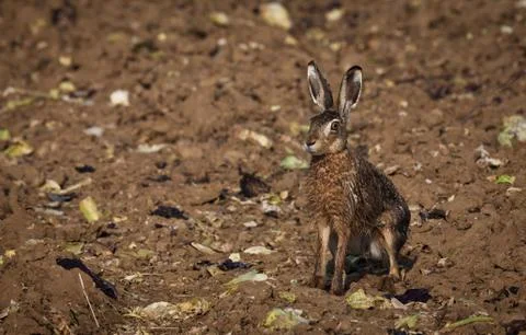 Detail of a hare Stock Photos