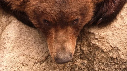 Detail of the head and the claws of the Brown bear Stock Footage 87319140