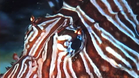 Detail Of Head, Lionfish Stock Footage 291208336