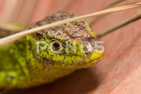 Detail of head of small green lizard Stock Photos