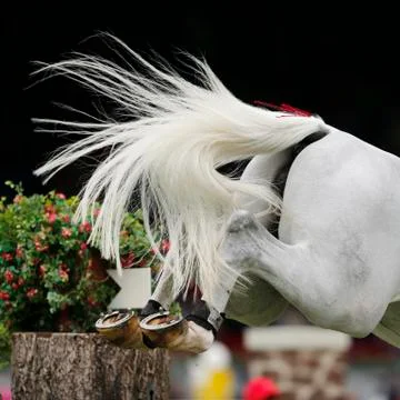 Detail hind legs white horse, who jumped over a barrier Stock Photos