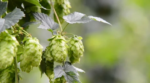 Detail of hop field before harvest Stock Footage