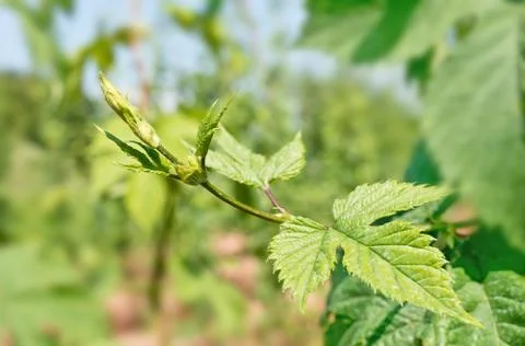 Detail of hops 스톡 사진
