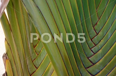 Detail, interlaced branches of a fan palm Stock Photos