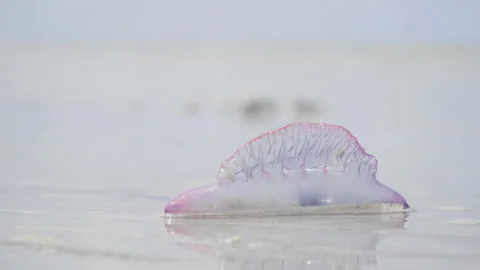 Detail of jellyfish (Physalia physalis) structure Stock Footage 233372015