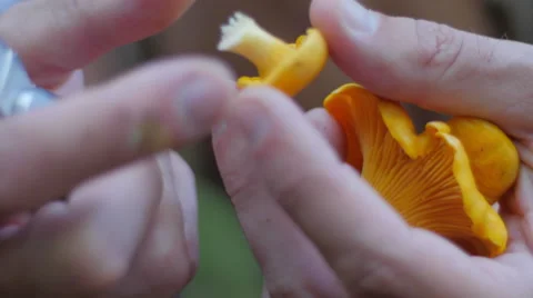 Detail of a knife cutting a small mushroom 스톡 동영상 58297053