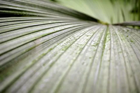 Detail of large leaf Stock Photos