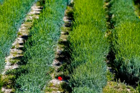 Detail of lavender fields in spring Stock Photos