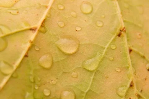 Detail leaf with dew drops Stock Photos
