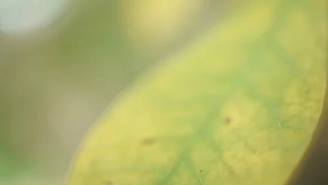 Detail of a leaf 스톡 동영상 128094311