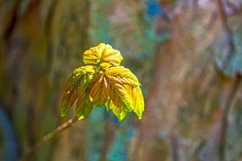 Detail of leaf in forest Stock Photos