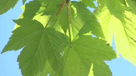 Detail leaf maple tree Stock Footage 52314269