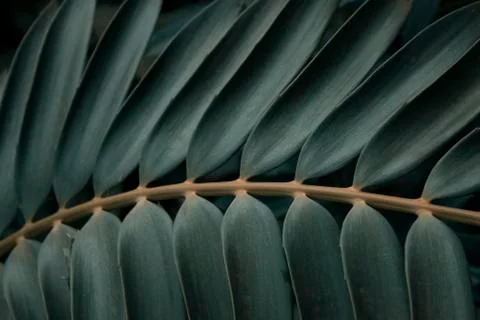 Detail of leaf Stock Photos
