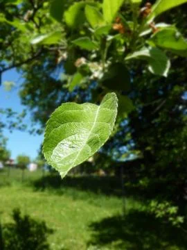 Detail of leaf Stock Photos