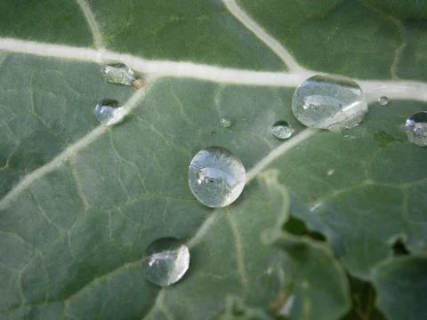 Detail leaf Fotos Stock
