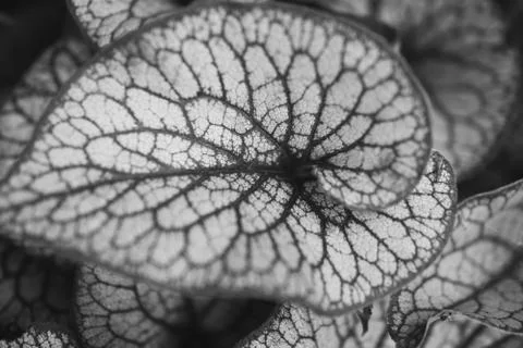 Detail of leaf Stock Photos