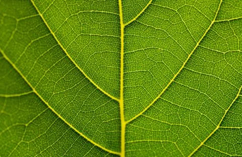 Detail from a leaf Stock Photos