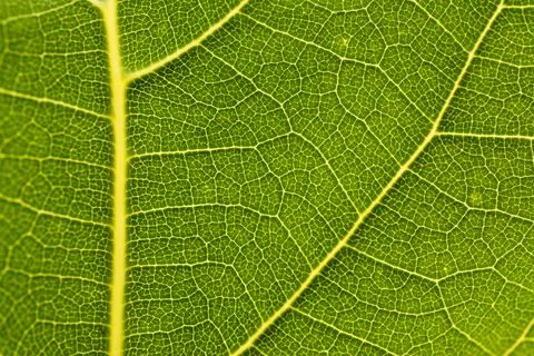 Detail from a leaf Stock Photos