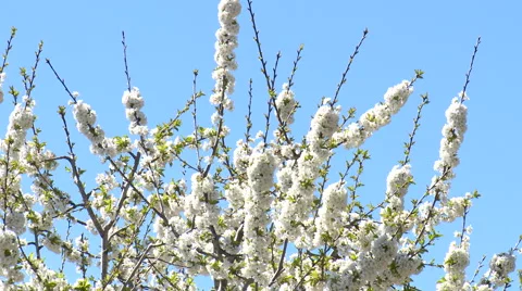 Detail on leafless branches full of flowers of a cherry tree Stock Footage 49056387