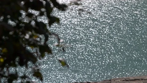 Detail of leaves with background sun reflected in the water. Slow motion 4K Video stock 224892216