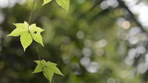 Detail of the leaves Stock Footage 130767291