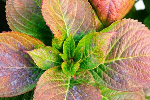 Detail of the leaves of a hydrangea Foto stock