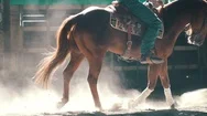Detail On The Legs Of A Trotting Horse In The Arena Stock Footage