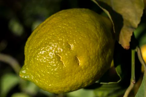 Detail of lemon on the tree Stock Photos