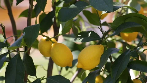 Detail of lemon tree with ripe lemons ready to harvest, citrus orchard Stock Footage 173606176