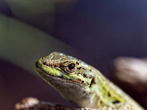 Detail of a lizard in a meadow Foto stock