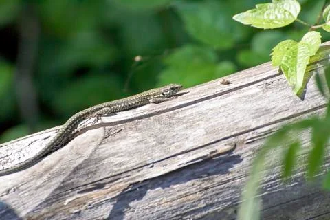 Detail of a lizard Stock Photos