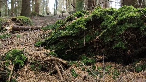 Detail of a log covered with moss in a forest Stock Footage 90528131