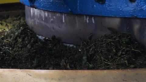 Detail of machine pressing fresh tea leafs, tea production in Malaysia Stock Footage 146542453