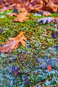 Detail macro of forest ground in fall with tiny fungi and green moss 스톡 사진
